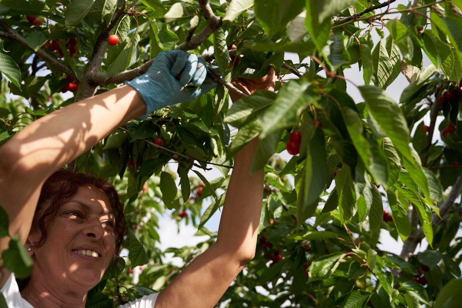raccolta ciliegie