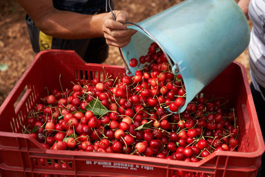 raccolta ciliegie