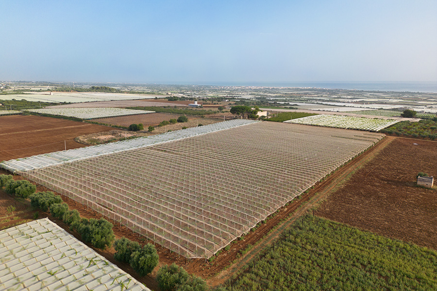 Foto vigneto dall'alto