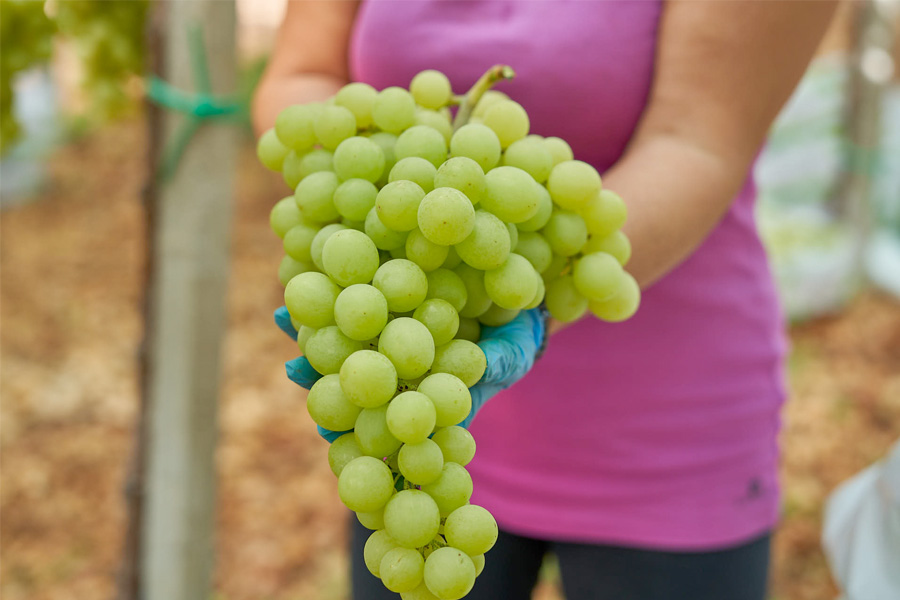Grappolo di uva